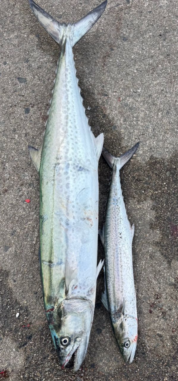 SHIMANO 19ステラ SW 8000HGの最安値・インプレ・釣果 | 本音の口コミ