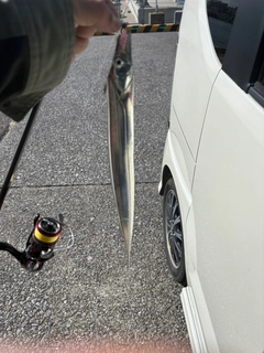 タチウオの釣果