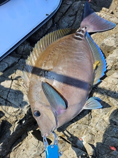 サンノジの釣果