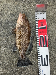 オオモンハタの釣果