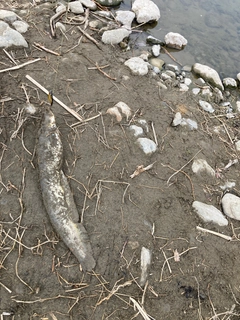ニホンナマズの釣果