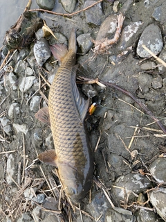 コイの釣果