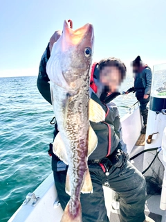 マダラの釣果