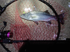 マルスズキの釣果