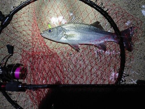 マルスズキの釣果