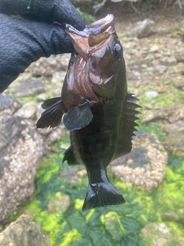 ヤミハタの釣果