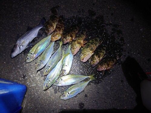 マアジの釣果