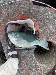 クロの釣果