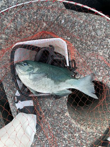 クロの釣果