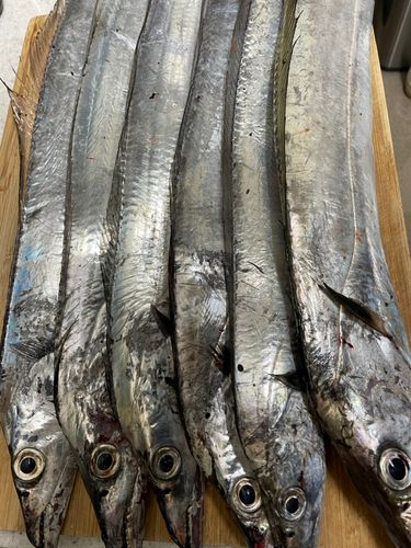 タチウオの釣果
