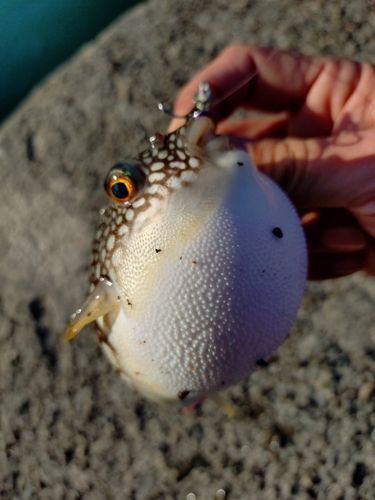 コモンフグの釣果
