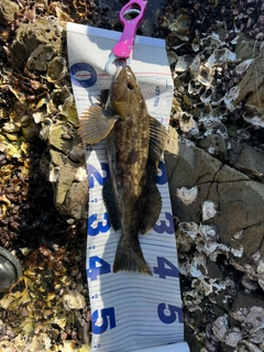 アイナメの釣果