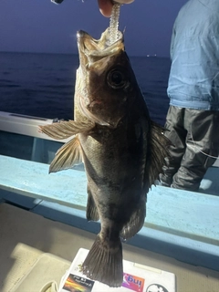 クロメバルの釣果