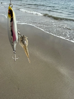 メゴチの釣果