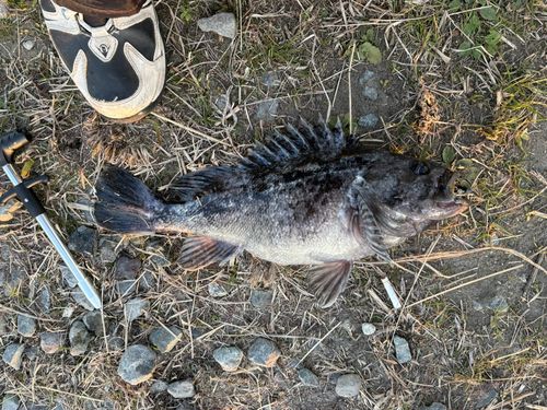 クロソイの釣果