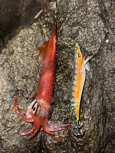 アオリイカの釣果