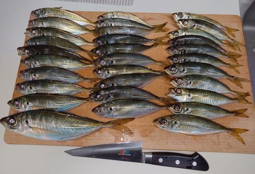 アジの釣果