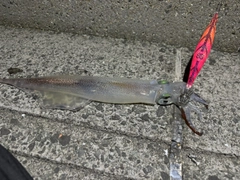 ササイカの釣果