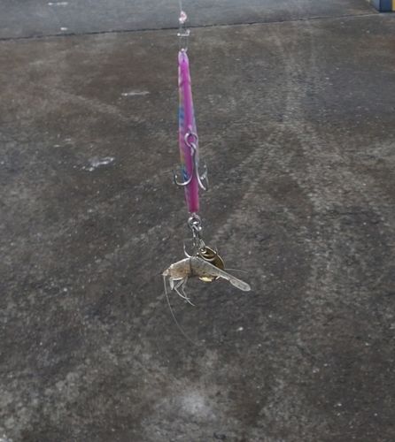 エビの釣果