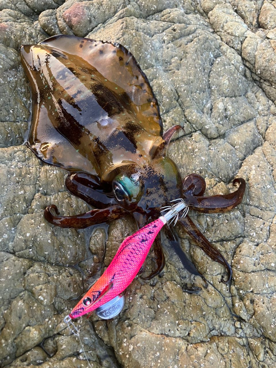 DAIWA 19エメラルダス LT2500S-H-DHの最安値・インプレ・釣果 | 本音の