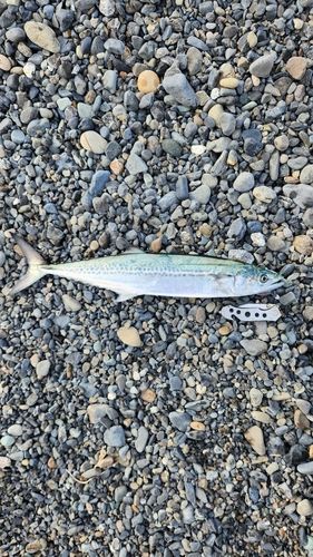 サゴシの釣果