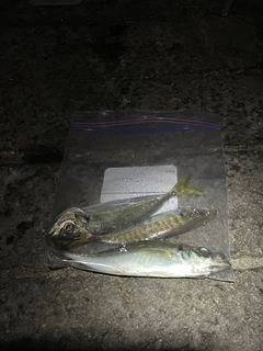 マアジの釣果