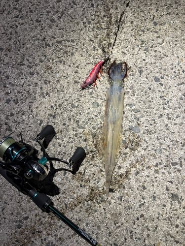 ヤリイカの釣果