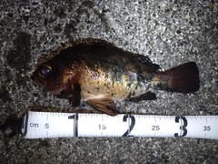 アカメバルの釣果