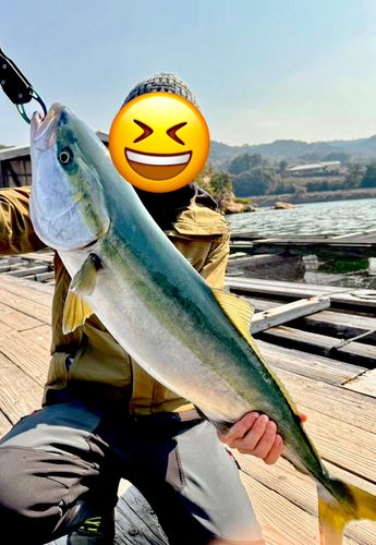 ハマチの釣果