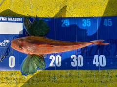 ホウボウの釣果