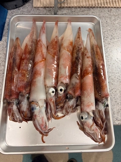 ヤリイカの釣果