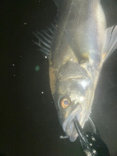 セイゴ（マルスズキ）の釣果