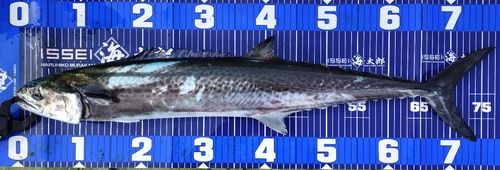 サワラの釣果