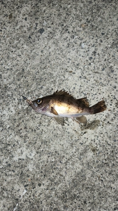 メバルの釣果