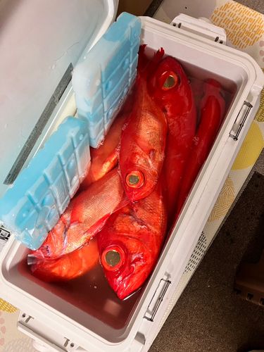 キンメダイの釣果