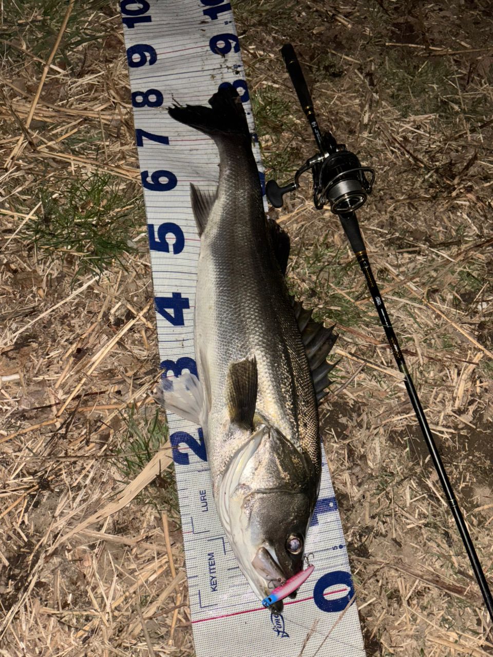 DAIWA 21モアザン ブランジーノ EX AGS 94MLの最安値・インプレ・釣果