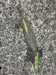 ヤリイカの釣果
