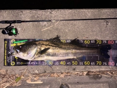 シーバスの釣果