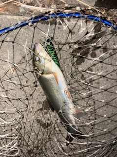 マルタウグイの釣果