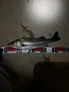 フッコ（マルスズキ）の釣果