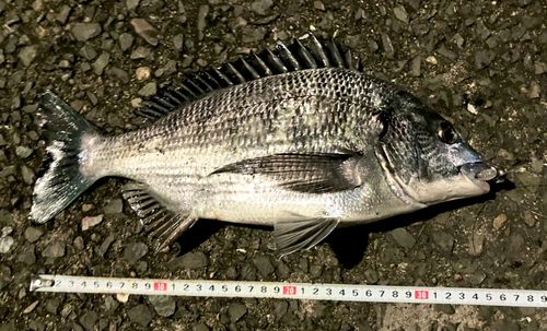 クロダイの釣果