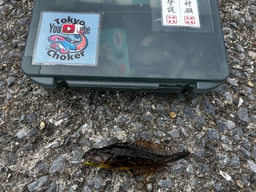 アナハゼの釣果