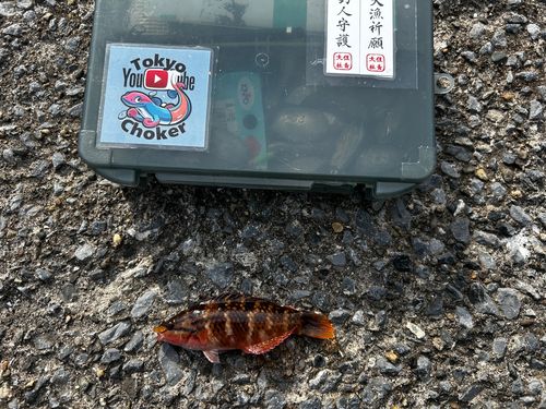 アカササノハベラの釣果