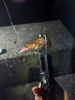 エゾイソアイナメの釣果