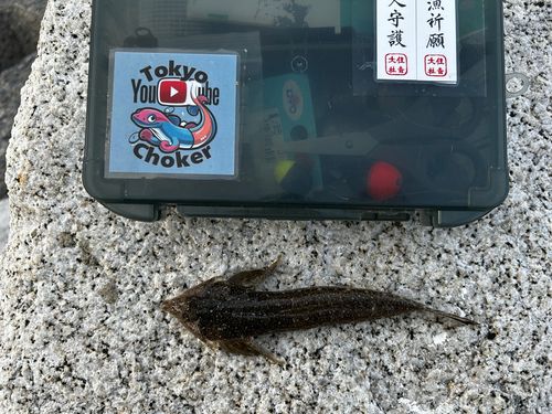 メゴチの釣果