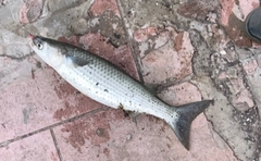 ボラの釣果