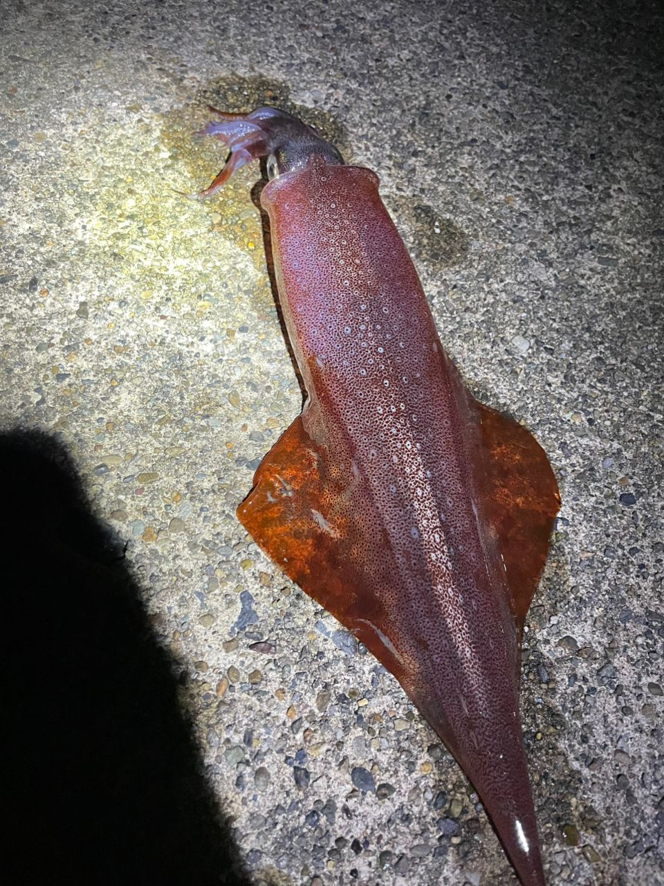 YAMAGA Blanks ブルーカレント 82F NANOの最安値・インプレ・釣果