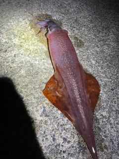 ヤリイカの釣果