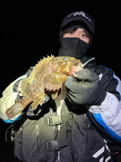 ムラソイの釣果