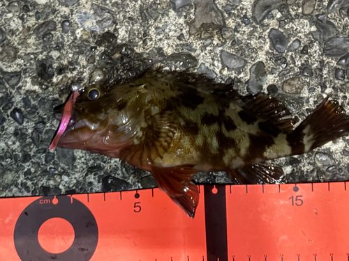 カサゴの釣果